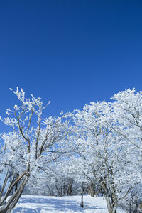 Snow covered trees against clear blue sky