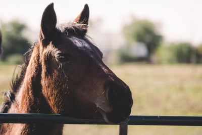 Close-up of horse in field