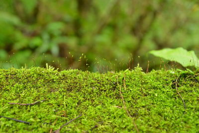 Close-up of wet grass on field