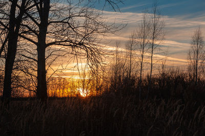 Silhouette trees against sky during sunset