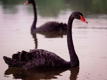 black swan