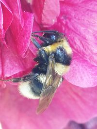 Close-up of insect on pink flower