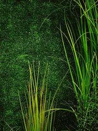 green