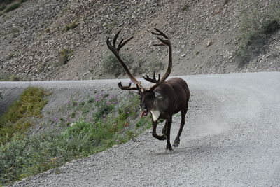 Deer standing on road