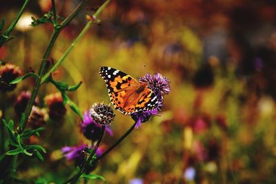 Close-up of butterfly pollinating on thistle