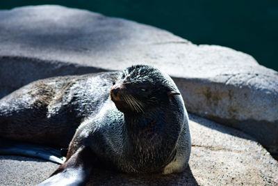 Sea lion resting on rock