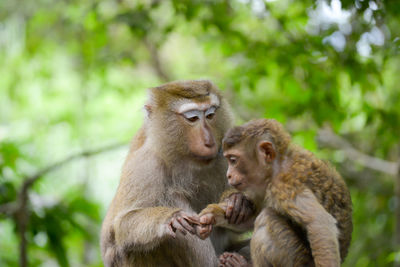 View of monkey in tree