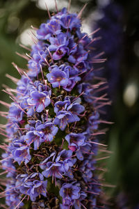 Close-up of purple flowers blooming