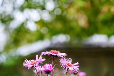 Close-up of pink flowering plant