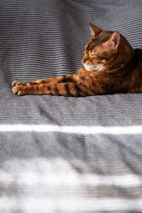 Lazy cat. cute cat lying on bed.