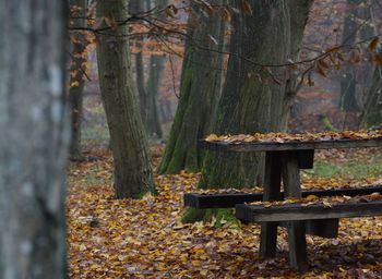 Close-up of tree trunk in forest during autumn