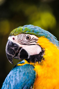 Close-up of a parrot