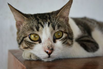 Close-up portrait of cat