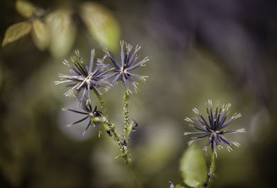 Close-up of purple flowering plant