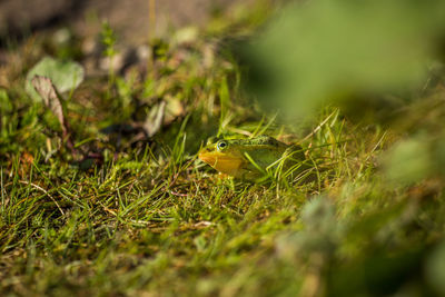 A beautiful common green water frog enjoying sunbathing in a natural habitat at the forest pond. 