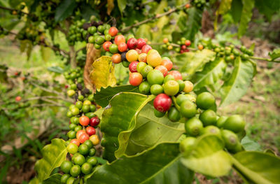 Close-up of berries growing on tree