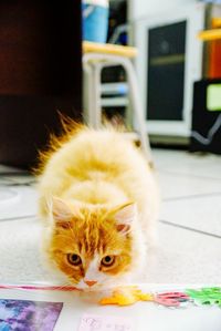 Close-up portrait of cat