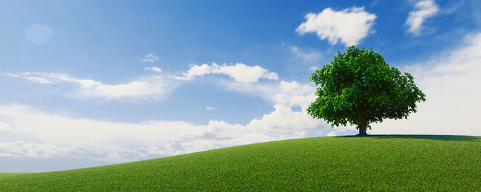 Tree on field against sky