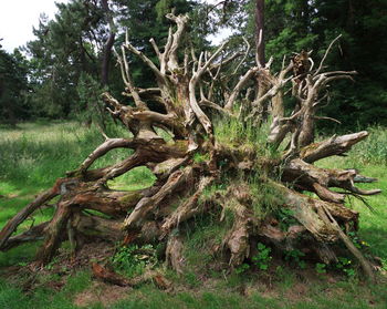 Dead tree on field in forest