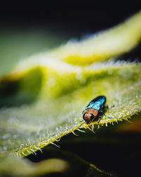 Close-up of insect on leaf