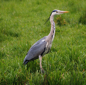 Gray heron on field