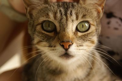 Close-up portrait of cat