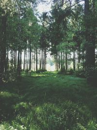 Trees in forest