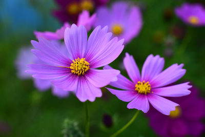 Close-up of pink cosmos flowers