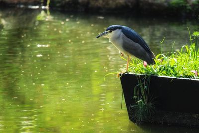 Bird perching on a lake waiting for prey. 