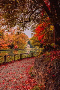 Trees and red leaves on footpath during autumn