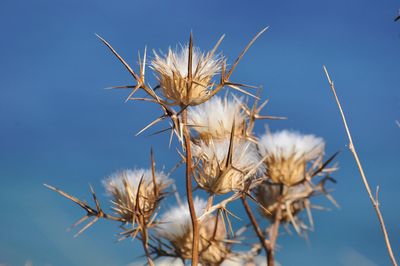 Close-up of thistle against clear blue sky