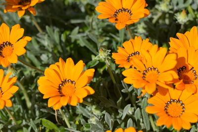 Close-up of yellow flowers blooming outdoors