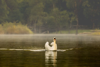 View of swan swimming in lake