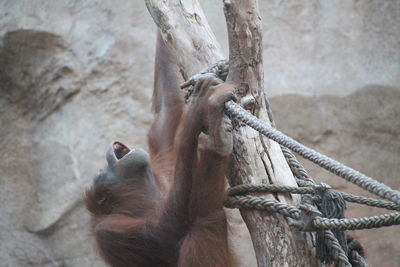 Close-up of monkey on a tree