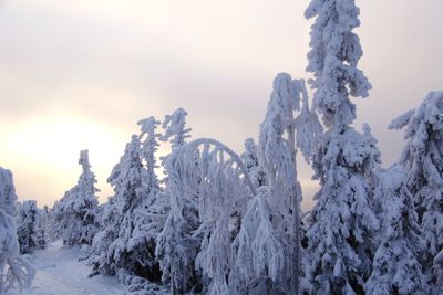 Snow covered plants against sky