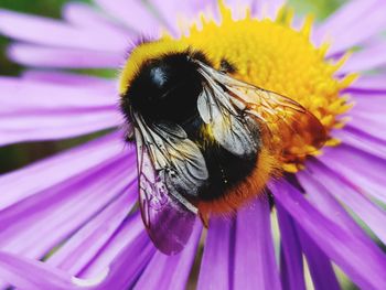 Close-up of bee pollinating on flower