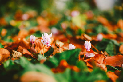 Close-up of flowers and leaves