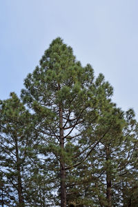 Low angle view of trees against sky