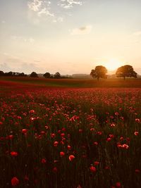 Red flowering plants on field against sky during sunset