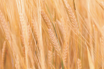 Close-up of stalks in wheat field