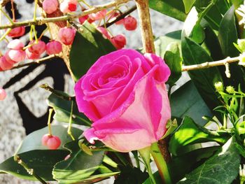 Close-up of pink rose