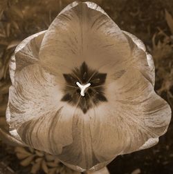 Close-up of flower