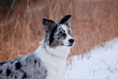 Dog looking away on snow covered land