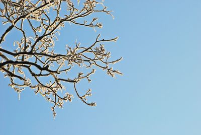 Low angle view of flowering tree against clear blue sky