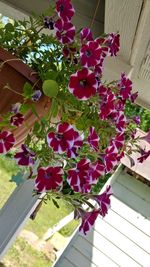 Pink flowers hanging on clothesline
