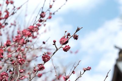 Low angle view of cherry blossom on tree