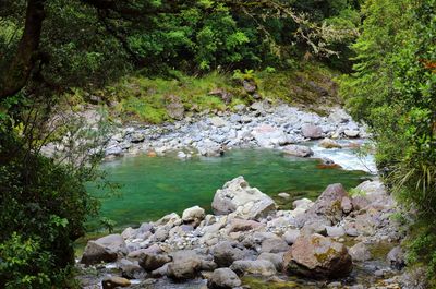 Scenic view of river in forest