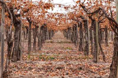 Footpath amidst trees in forest during autumn