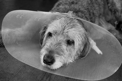 Close-up of dog wearing cone