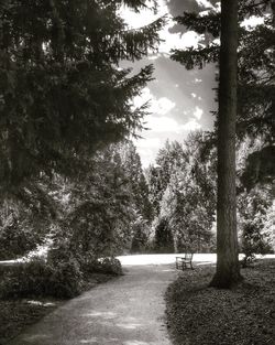 View of trees by river